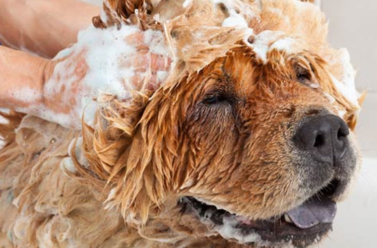 Dog Bathing