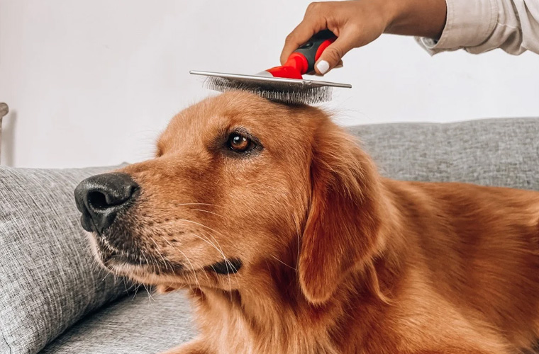 Dog De-Shedding