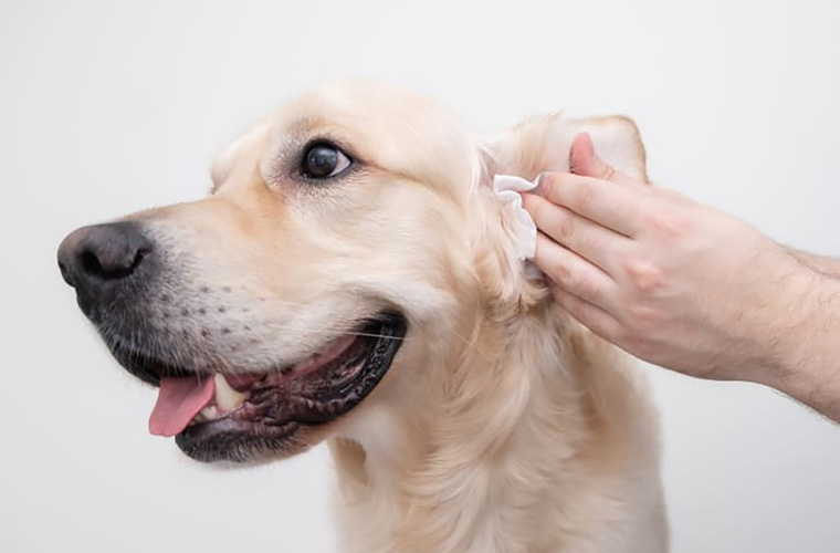 Dog Ear Cleaning
