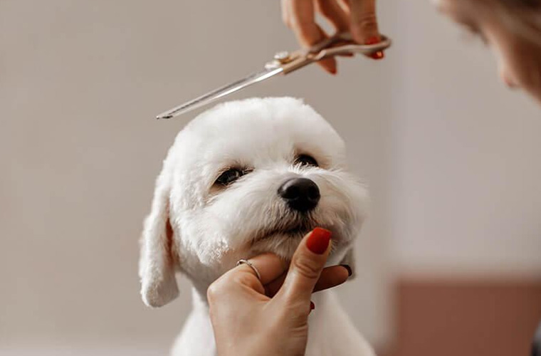Dog Haircuts