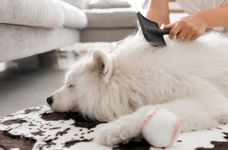 Dog Mat Removal