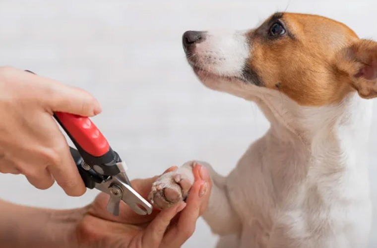 Dog Nail Trimming